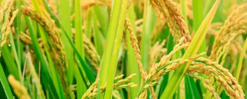 隆两优802水稻品种每亩秧田播种量8-10千克为啥?-会东网