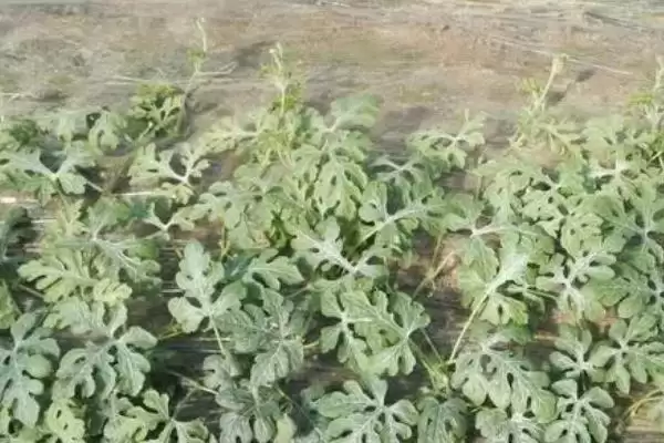 图片[9]-麒麟西瓜出苗后至真叶展开前少浇水为啥？-会东网