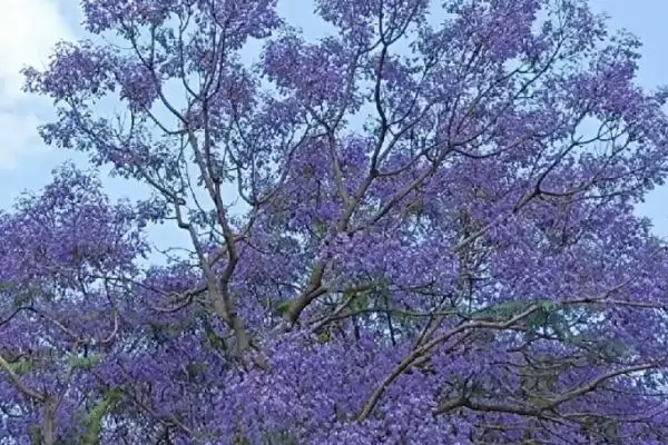 图片[3]-蓝花楹咋种植与管理？早春修剪整枝很关键-会东网