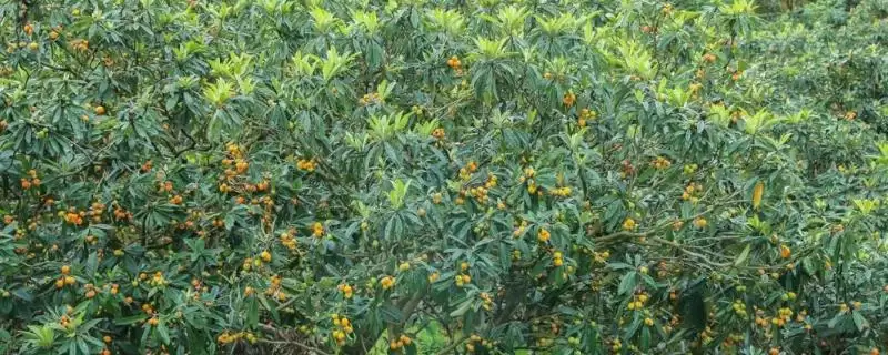 枇杷管理现核时追施壮果肥有啥作用？-会东网
