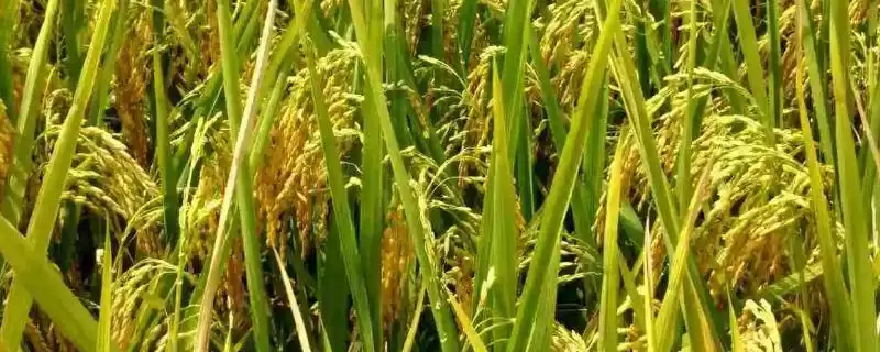 龙粳3029是啥水稻品种？普通粳稻，熟悉水稻类别-会东网