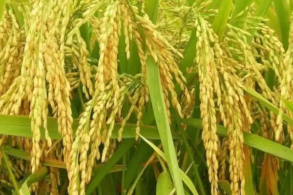 图片[4]-庆林811水稻种生育期144天有啥特别之处？-会东网