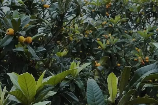 图片[2]-枇杷管理现核时追施壮果肥有啥作用？-会东网