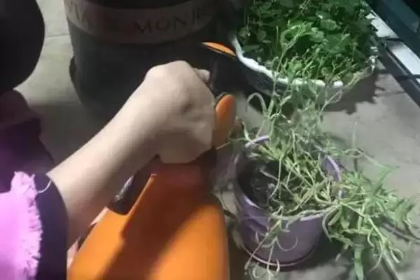 图片[5]-满天星采用扦插繁殖有啥好处？-会东网
