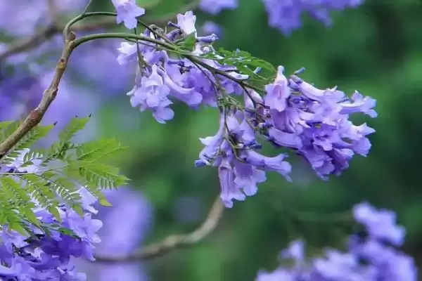 图片[2]-蓝花楹咋种植与管理？早春修剪整枝很关键-会东网