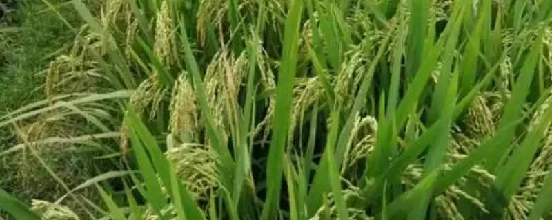 荃优1606抗倒伏性强且产量高是真的吗?-会东网