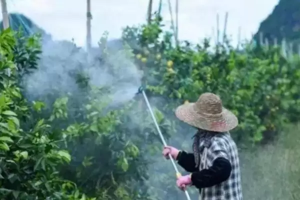 图片[2]-喷农药喷药6小时就产生药效是真的吗？-会东网