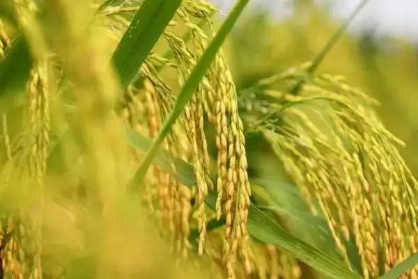 图片[3]-巨型稻为啥难以推广？种植存在局限性，探究原因-会东网