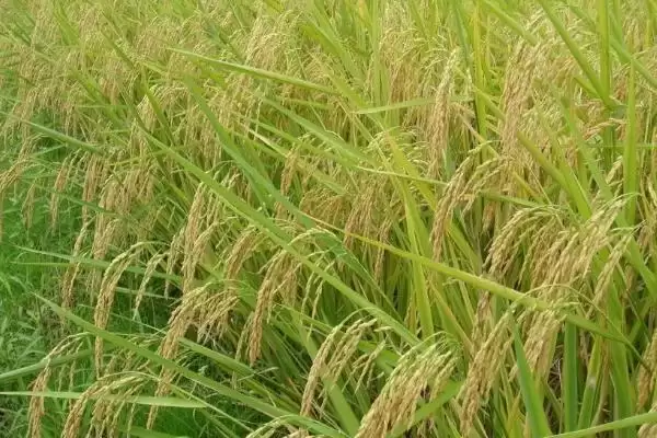图片[4]-龙粳3767主茎有几片叶？主茎12片叶，了解水稻特征-会东网