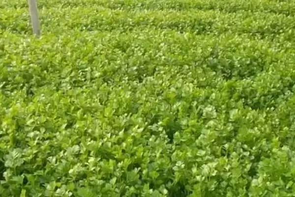 图片[4]-芹菜软化栽培堆土、围板软化法有啥优势？-会东网