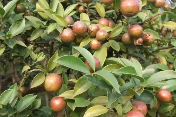 图片[8]-品质好的油茶苗小果油茶、攸县油茶为啥好？-会东网