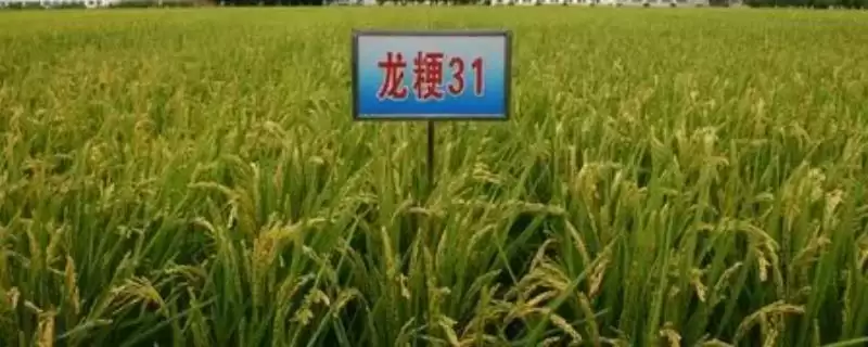龙粳31是啥品种？粳稻品种，认识常见稻种-会东网