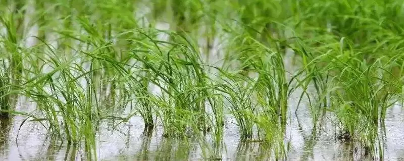 泸优125水稻种子每亩有效穗数15.8万有啥意义？-会东网