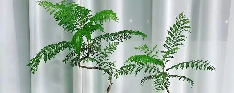 蓝花楹叶子为啥掉光?温度不适可能是主因-会东网