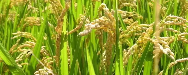 荃9优063水稻种子秧田亩播8至10千克有啥讲究？-会东网