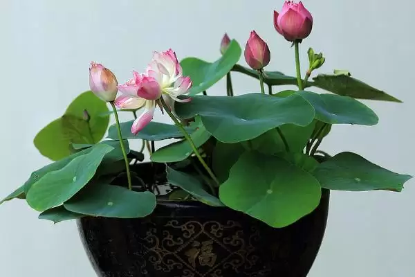 图片[5]-盆栽荷花盆选釉盆、瓷盆等有啥好处？-会东网