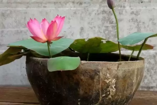 图片[6]-盆栽荷花盆选釉盆、瓷盆等有啥好处？-会东网