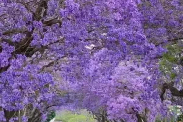 图片[4]-蓝花楹咋种植与管理？早春修剪整枝很关键-会东网