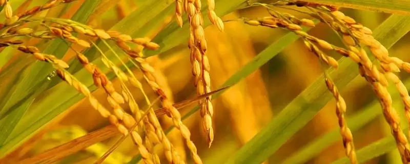 金武软玉大田用种量多少？每亩3-4公斤，精准播种-会东网