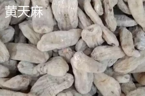 图片[5]-品质好的天麻种子红天麻、绿天麻等为啥好？-会东网
