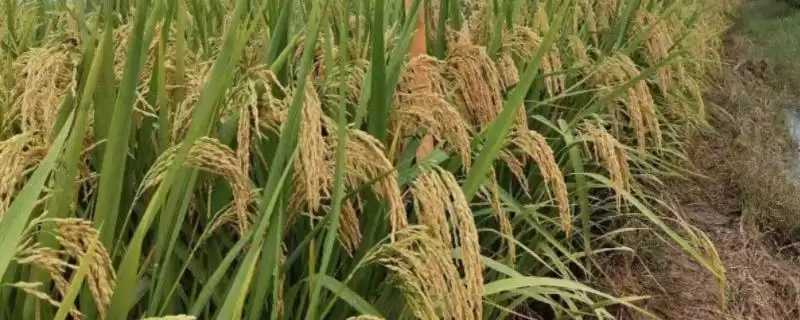 隆两优3301水稻品种每亩插足基本苗6万以上为啥？-会东网