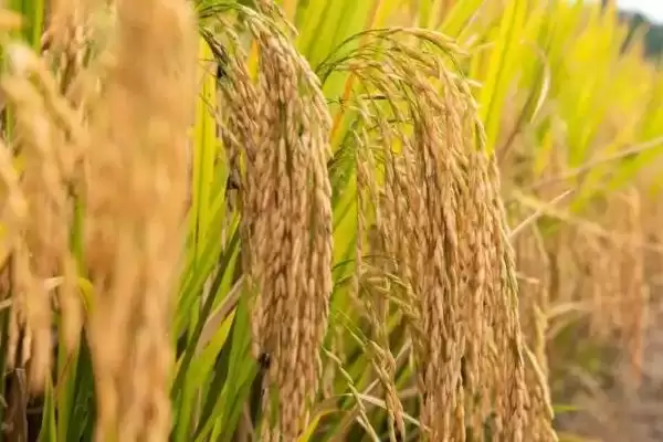 图片[4]-丽香优纳丝是啥水稻品种？籼型三系杂交晚稻迟熟种-会东网