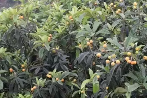 图片[5]-枇杷管理现核时追施壮果肥有啥作用？-会东网
