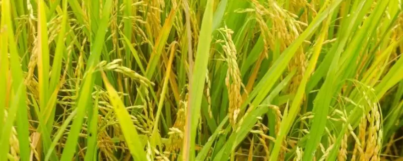 隆粳678水稻品种生育期160天左右有啥特点？-会东网
