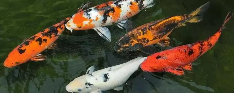 锦鲤鱼吃啥食物?植物、动物、合成饲料,多样饮食-会东网
