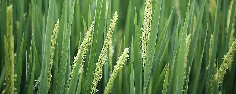 两优2877每亩插多少基本苗？6-8万苗，科学种植-会东网