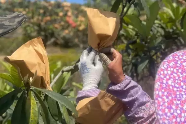 图片[3]-枇杷套袋为啥能减轻病虫害、提高商品率？-会东网