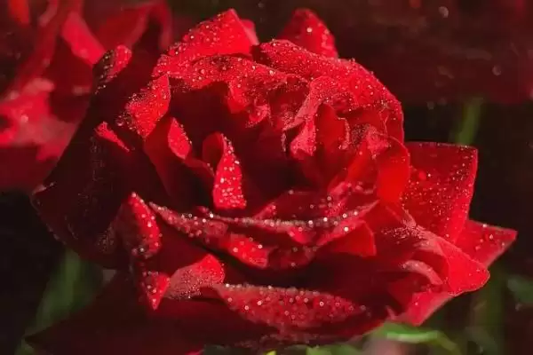 图片[4]-玫瑰和月季花朵、叶片和花期区别在哪？-会东网