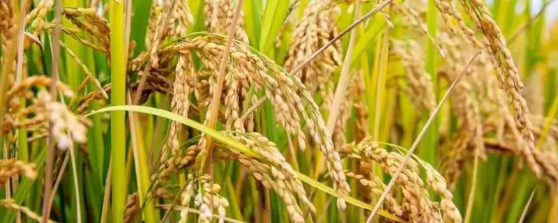 南方水稻和北方水稻熟制和品种有啥不同?-会东网