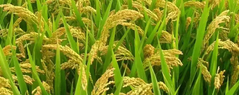 龙稻29主茎叶片数？主茎13片叶，认识水稻结构-会东网