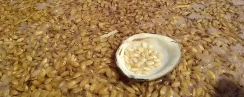泡谷种浸种前一周先晒种有啥作用？-会东网