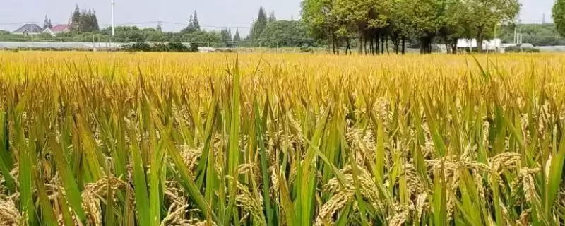 清香优039水稻种为啥是感温籼型三系杂交品种？-会东网