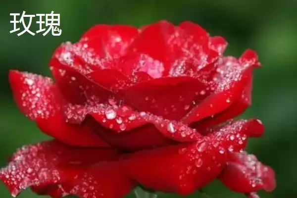 图片[2]-玫瑰和月季花朵、叶片和花期区别在哪？-会东网