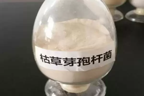 图片[8]-枯草芽孢杆菌有啥用？对农作物有抗拮杀菌作用-会东网