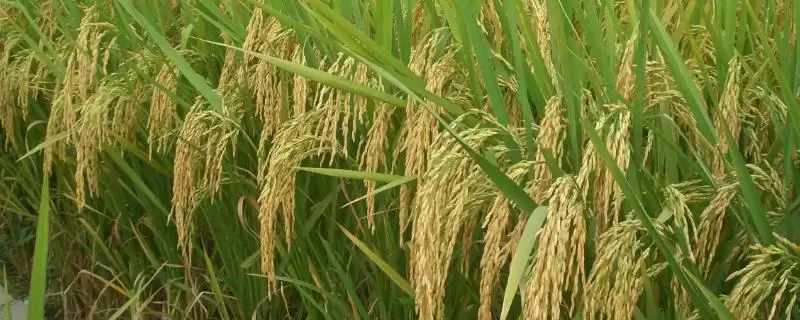 金泰优2050有效穗数多少？19.0万穗，预估产量情况-会东网