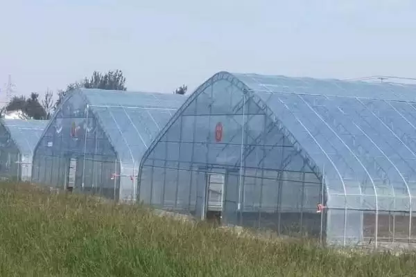 图片[2]-麒麟西瓜出苗后至真叶展开前少浇水为啥？-会东网