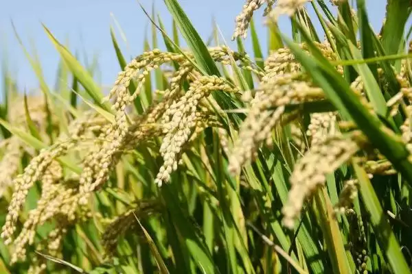 图片[2]-宁粳59号水稻种子4月15日左右为啥播种？-会东网