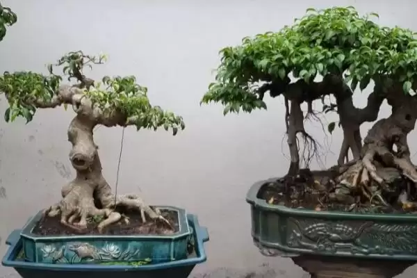 图片[4]-榕树种子为啥不进入土壤就可以发芽？-会东网