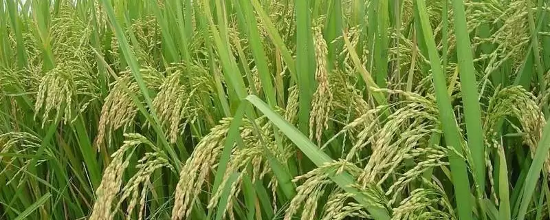 晶两优1252重点防啥病害？重点防治稻曲病，守护水稻-会东网