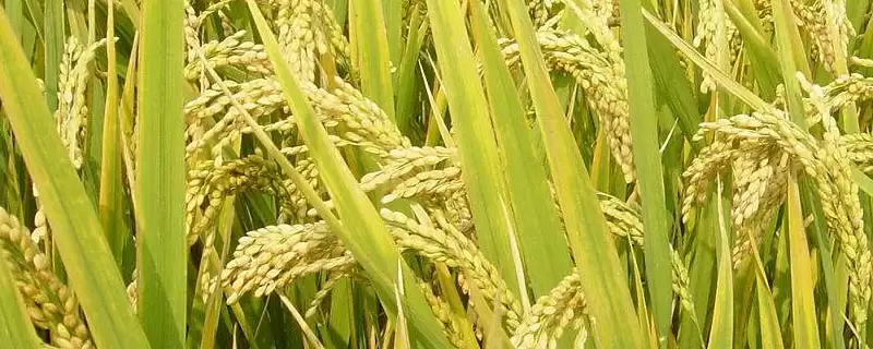 蜜优308水稻种子基部叶叶鞘绿色有啥影响？-会东网