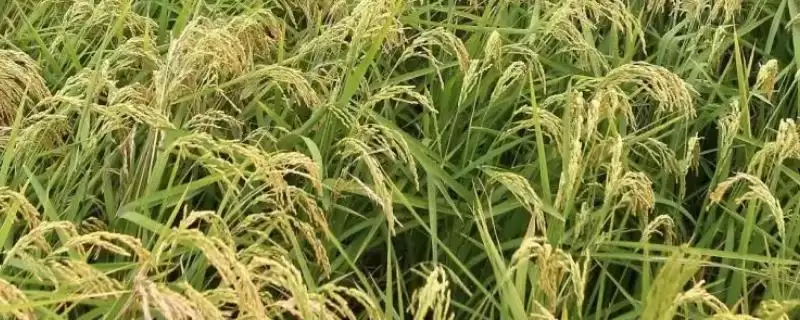 莉两优22啥时候播种？3月上旬播种别错过-会东网