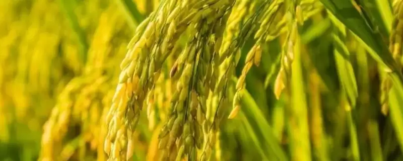 荃香优136水稻种子每亩施纯氮14至15千克为啥？-会东网