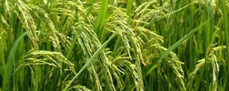 千优3500水稻品种全生育期126.2天有啥特性?-会东网