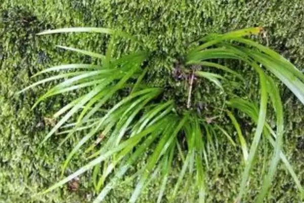 图片[4]-佩兰石菖蒲为啥属于天南星科多年生草本植物？-会东网