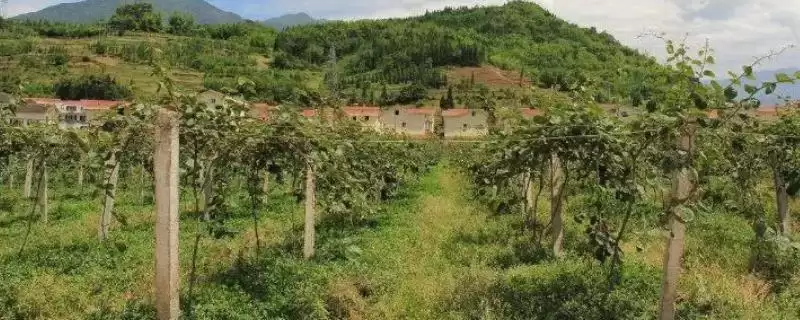 猕猴桃种植搭棚架后定植有啥好处?-会东网