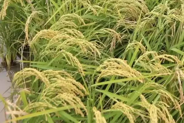 图片[4]-南粳3818水稻品种5月中旬为啥播种？-会东网